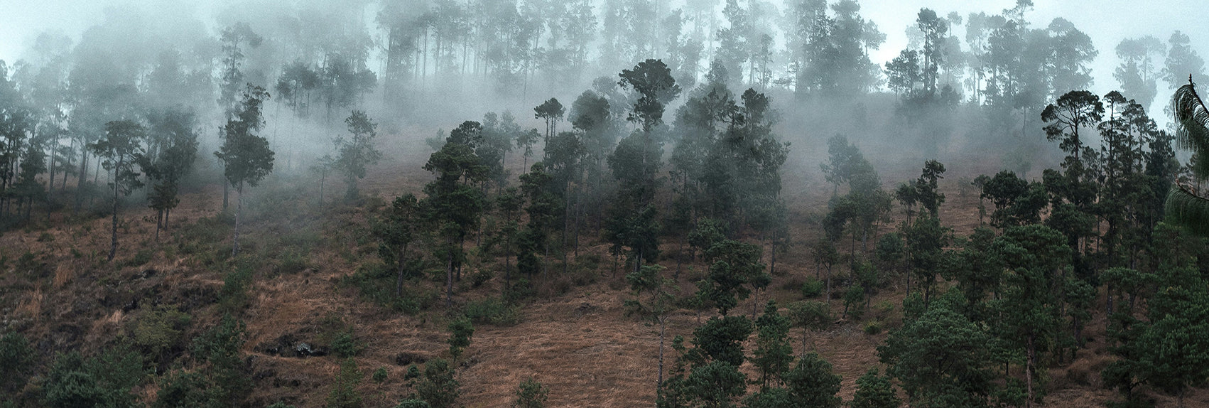 What to Know About Madagascar’s Coffee Industry