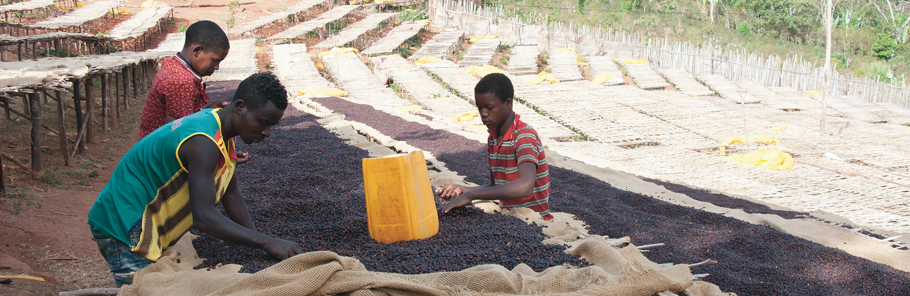 How Does the Entire Coffee Supply Chain Operate?