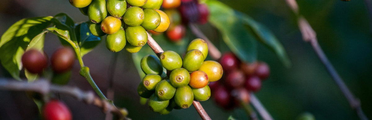 The Anatomy of the Coffee Cherry & What it Means - Beancraft