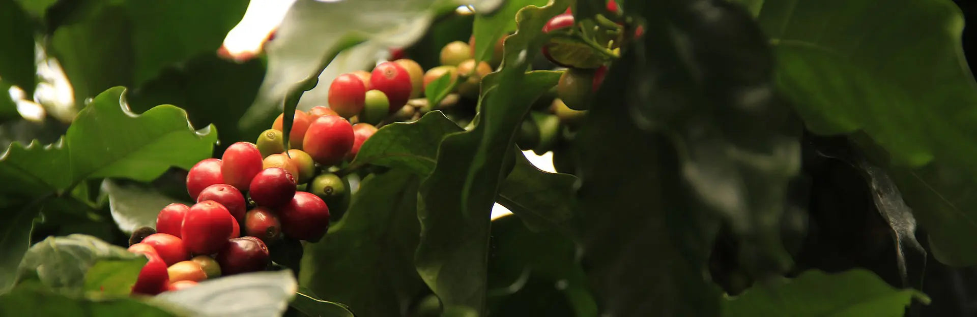 How Efficient is the Direct Trade Model - Beancraft